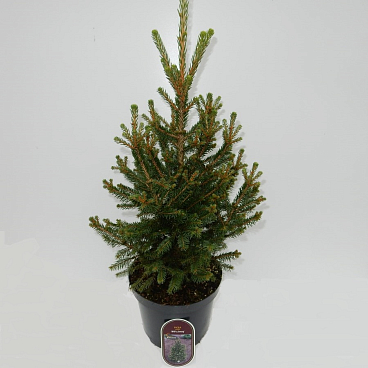 Ель обыкновенная Вилс Цверг