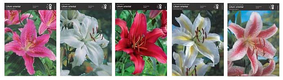 Лилия восточная 1 (шоубокс) | Оптовая цветочная компания «Флора Групп» Лилия восточная 1 (шоубокс)