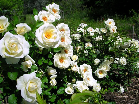 Роза парковая Джей Пи Коннел