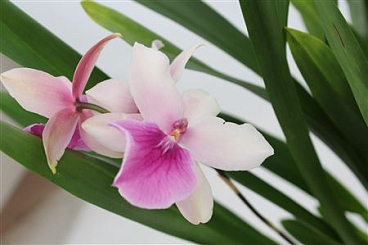 Summer 1st Orchid