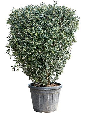 Olea Europaea (140-160)