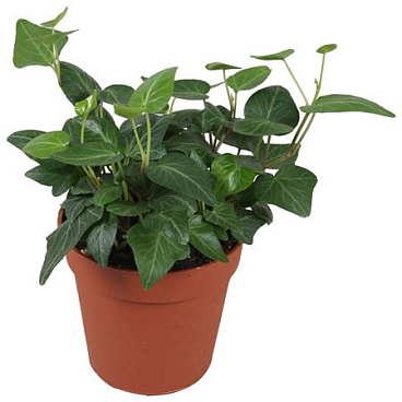Hedera Helix Lady Kay