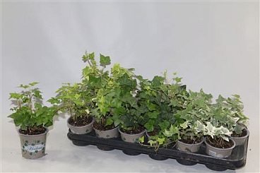 Hedera Variegated/green Mix
