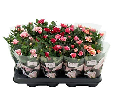 Rosa Mix Nolina