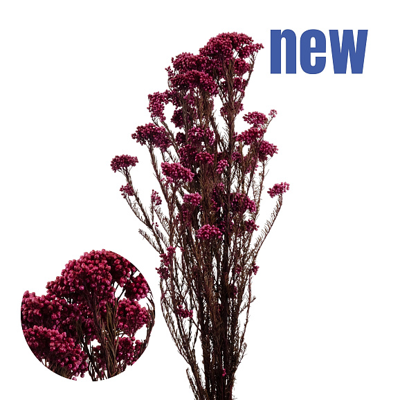 Вишня обыкновенная Тургеневка