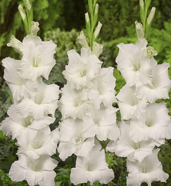 Гладиолус крупноцветковый Бангладеш