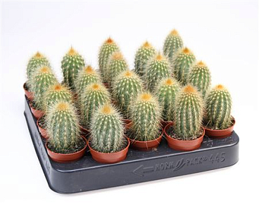 Vatricana Guentheri