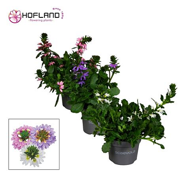 Scaevola Mix