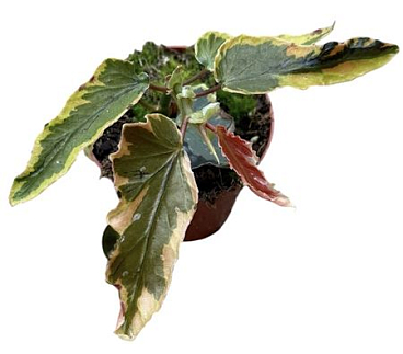 Begonia Dainty Spray Sport Variegated