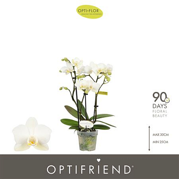 Phal 3st Optifriend Sandra (opti)