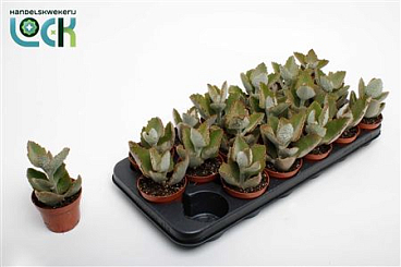 Kalanchoe Beharensis Dark