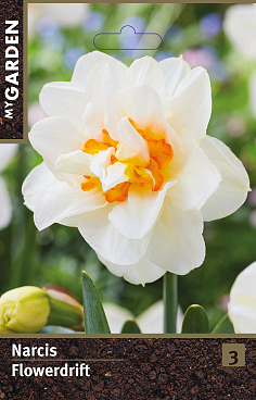 Нарцисс махровый Флауэр Дрифт | Оптовая цветочная компания «Флора Групп» Нарцисс махровый Флауэр Дрифт