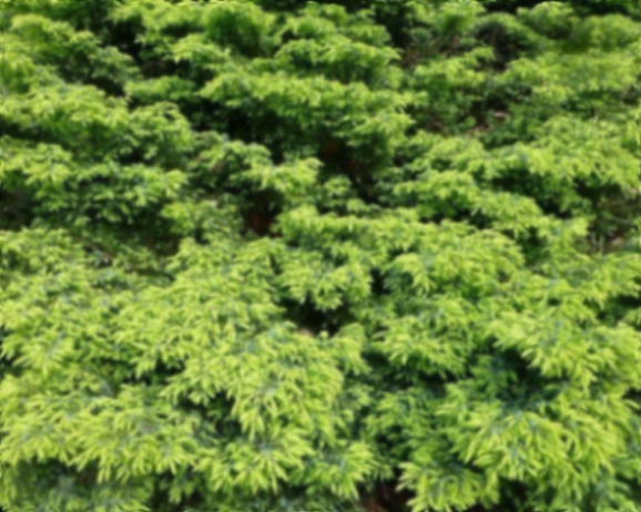 Можжевельник обыкновенный Депресса Ауреа