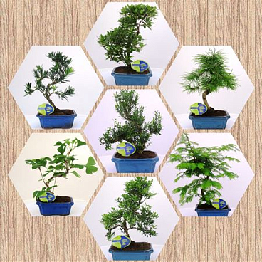 Bonsai Mix Outdoor, With Driptray