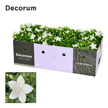Campanula Iso Atlanta Showbox (decorum)