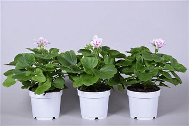 Pelargonium Grandi White