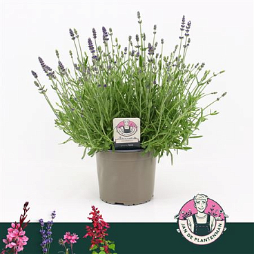 Lavandula Speciosa Ardeche Blue