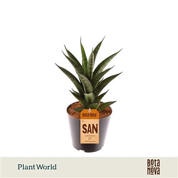 Sansevieria New