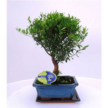 Bonsai Syzygium Buxifolium, Broom With Dript