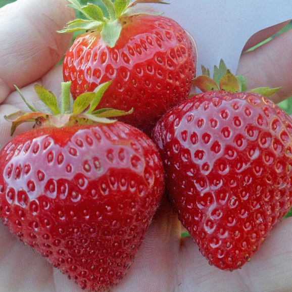 Земляника Моллинг Сентинэри