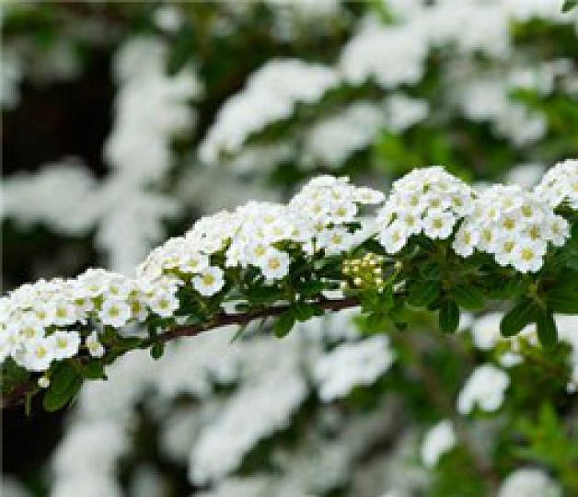 Спирея ниппонская Сноумаунд