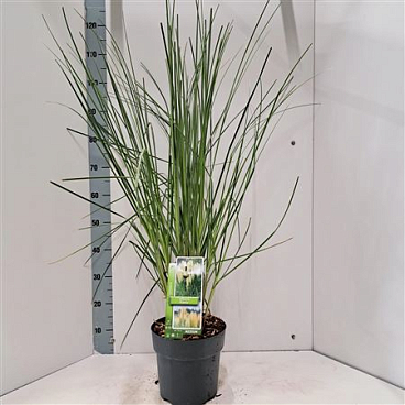 Cortaderia Sell Pumila