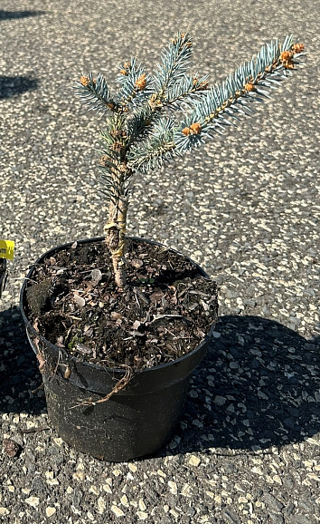 Ель колючая Эрих Фрахм