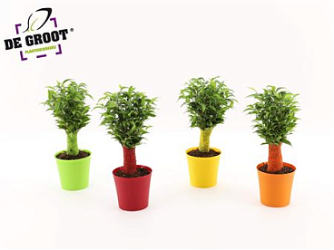 Ficus Be Natasja Ton-sur-ton