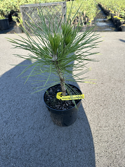 Сосна черная Спилберг