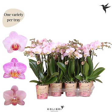 Phal Little Kolibri 3st Pink 40+ (ok)