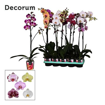 Phal 1st Mix 9+ Decorum (bernhard)