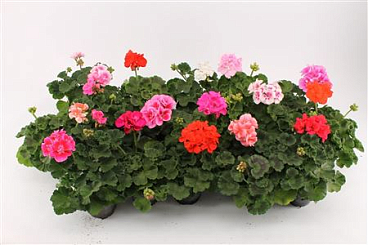 Pelargonium Zonale Mix