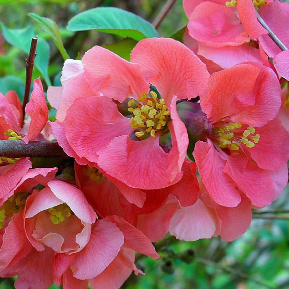 Хеномелес (Айва) японская Пинк Куин в тубе