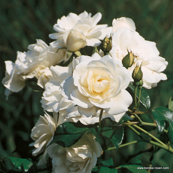 Роза парковая Шнивитчен штамб 120