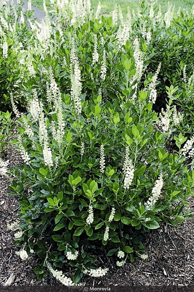 Клетра ольхолистная Сикстин Кендлс