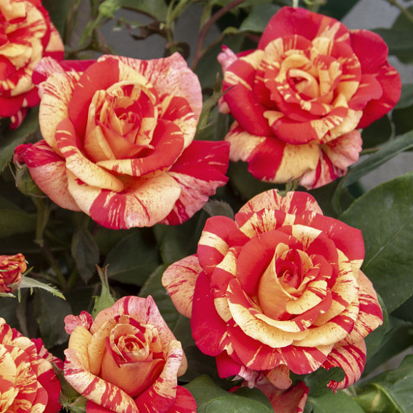 Роза спрей Файер Флеш