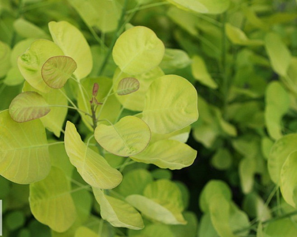 Скумпия кожевенная Голден Спирит