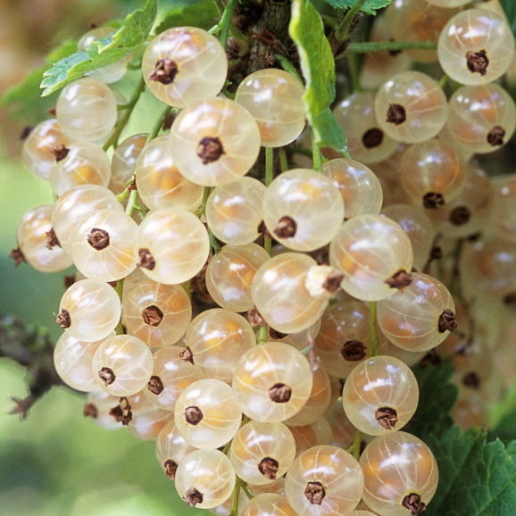 Смородина белая Баяна