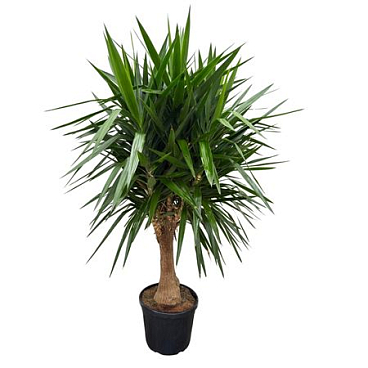Yucca Elephantipes