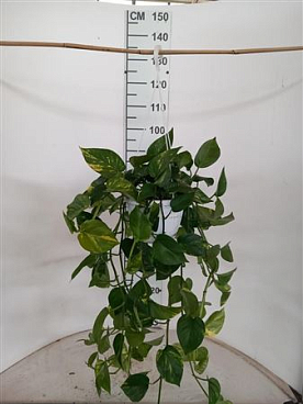 Scindapsus Aureus Hangpot