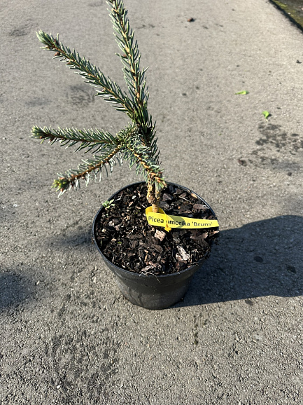 Ель сербская Брунс