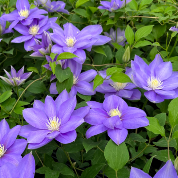 Клематис гибридный Шизуканахикари