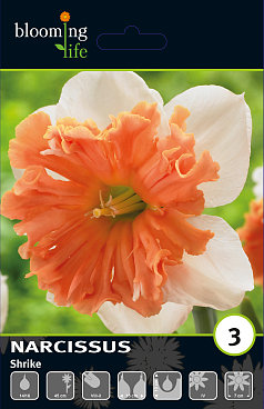 Нарцисс орхидный Шрайк