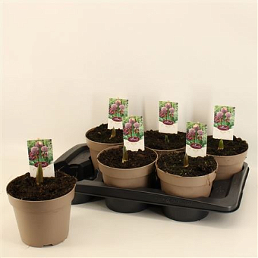 Allium Lucky Balloons