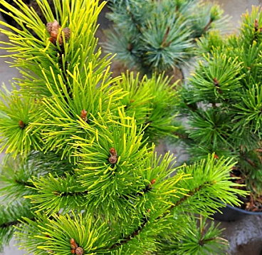 Сосна горная Голден Глоу