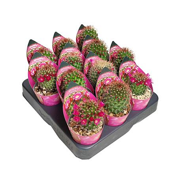 Mammillaria Ernestii Potcover