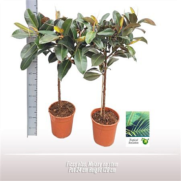 Ficus El Melany Clump