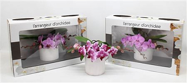 Phal L'arrangeur D'orchidee Pink (phalaenova)