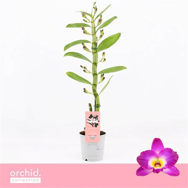 Dendr Nob 1st Akatsuki Orchid Collection