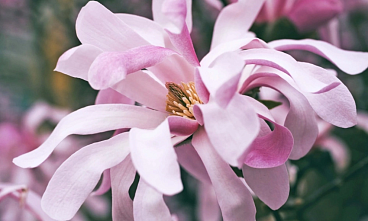 Магнолия звездчатая Розеа